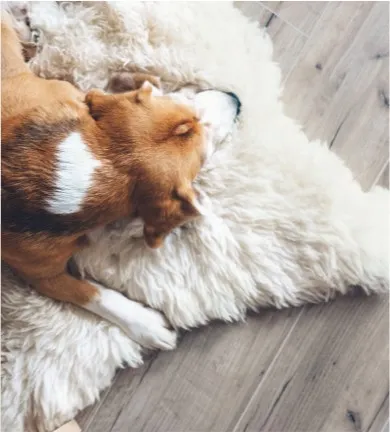 Dog on carpet flooring | Dudley Moore Awning & Floor Covering Inc.